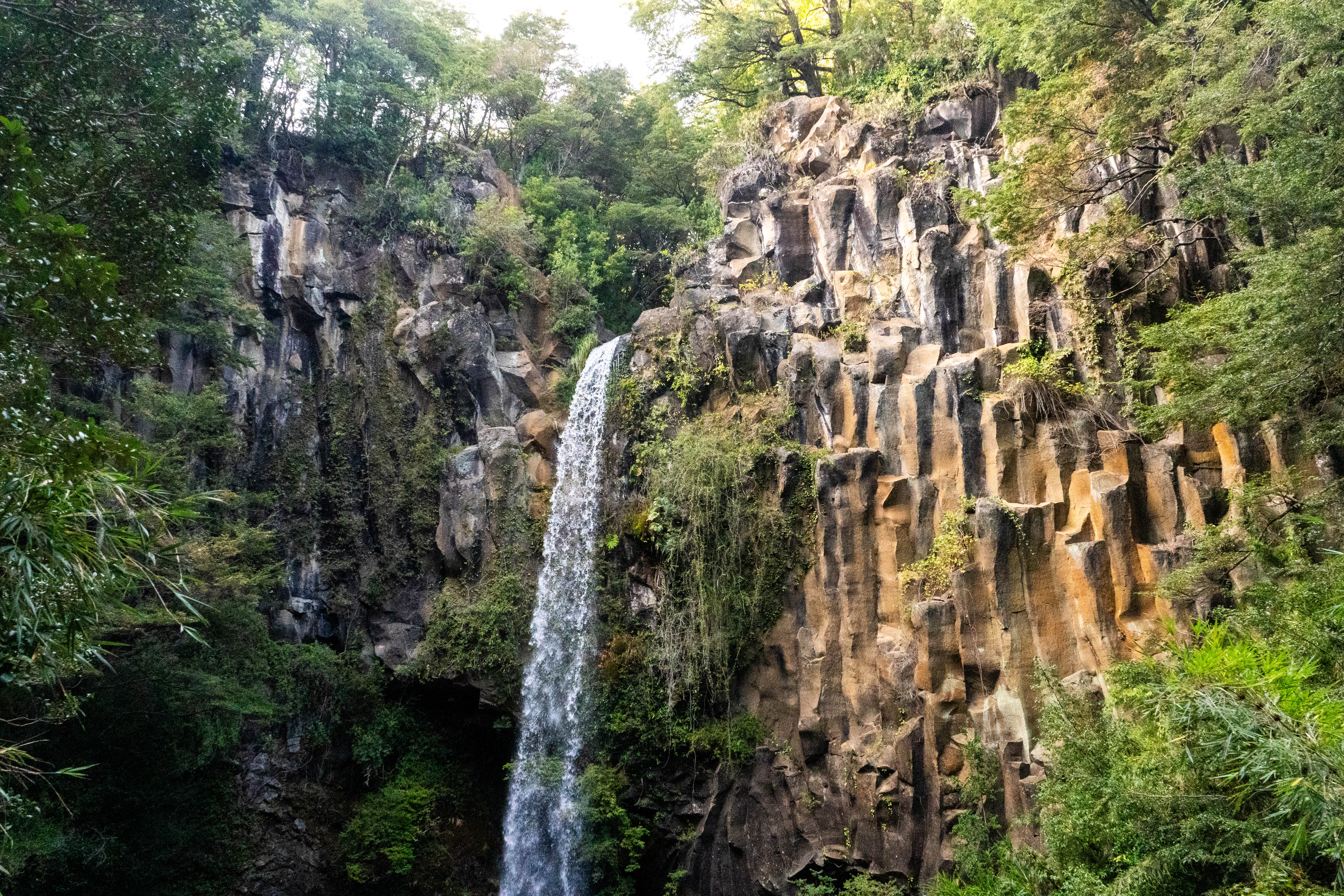 Bosque nativo