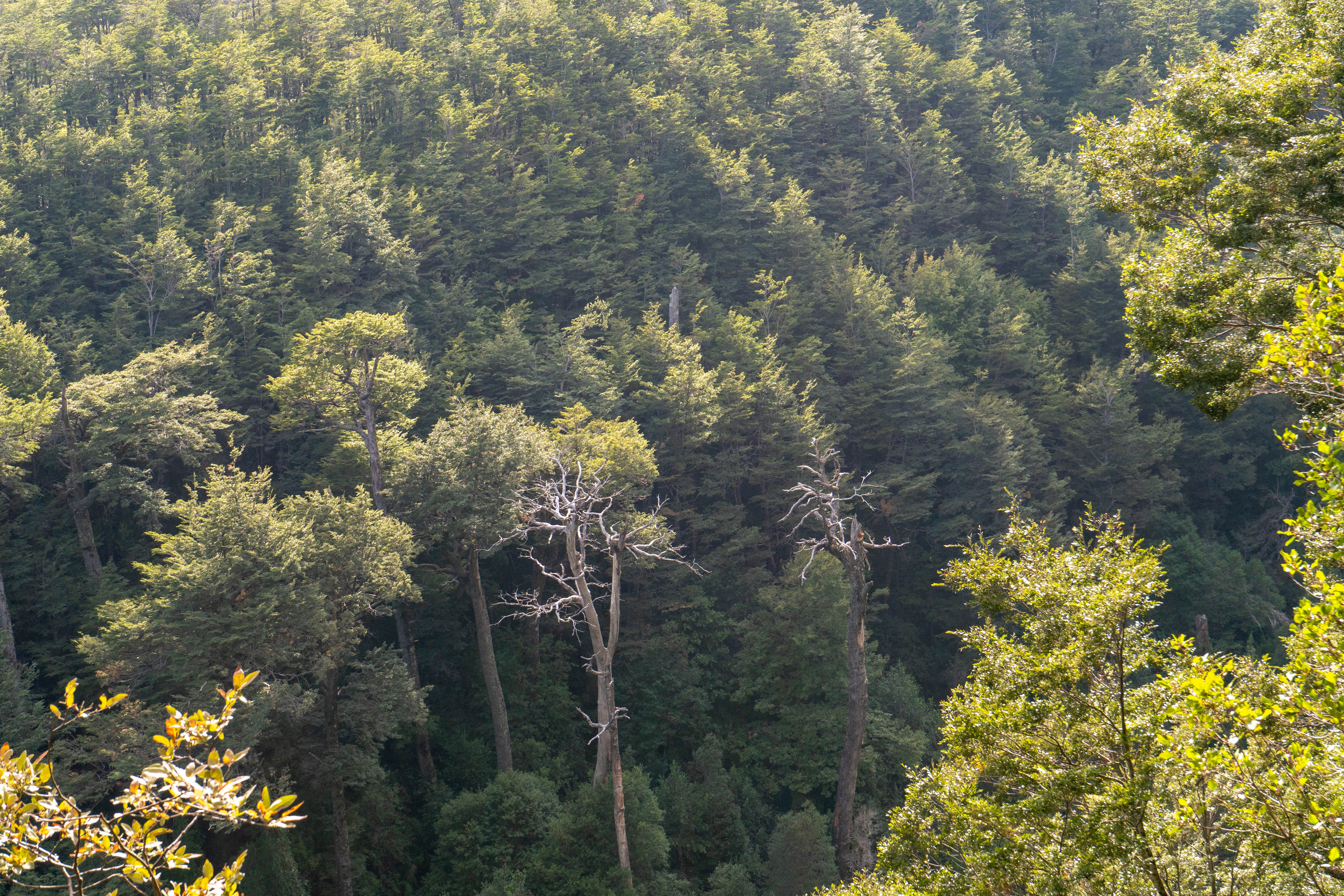 Paisaje andino
